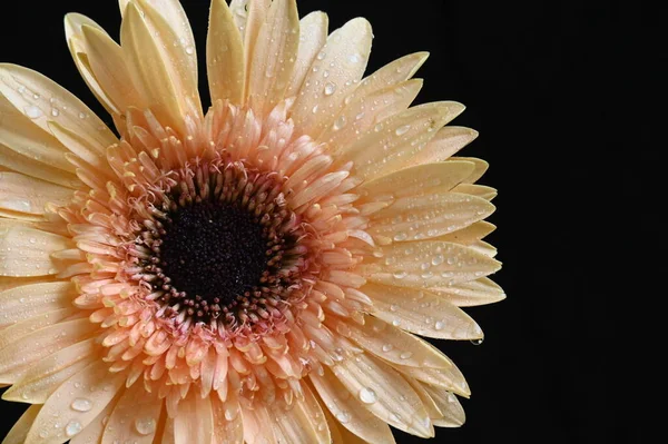 Vakre Gerbera Blomst Isolert Mørk Bakgrunn – stockfoto