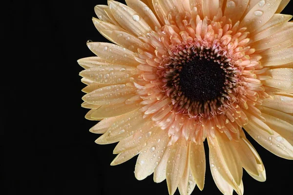 Όμορφο Λουλούδι Gerbera Απομονωμένο Σκούρο Φόντο — Φωτογραφία Αρχείου