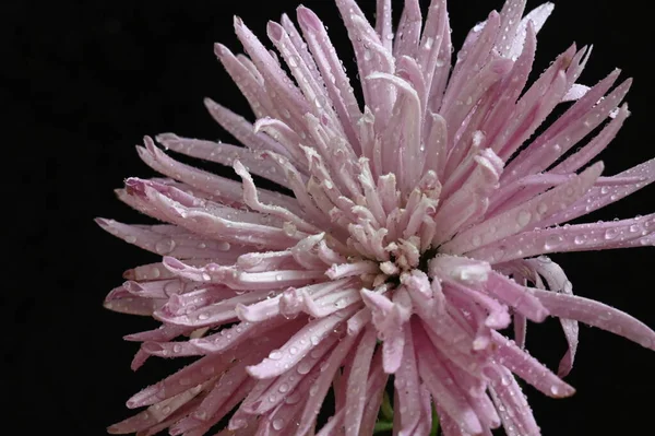 stock image beautiful chrysanthemum flower with drops of rain on a dark background.