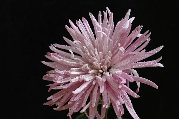 Vacker Krysantemum Blomma Med Droppar Regn Mörk Bakgrund — Stockfoto