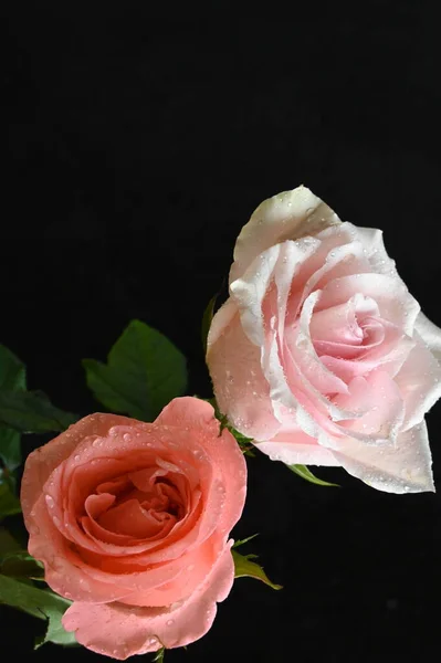 黑色背景上美丽的白色和橙色玫瑰 — 图库照片