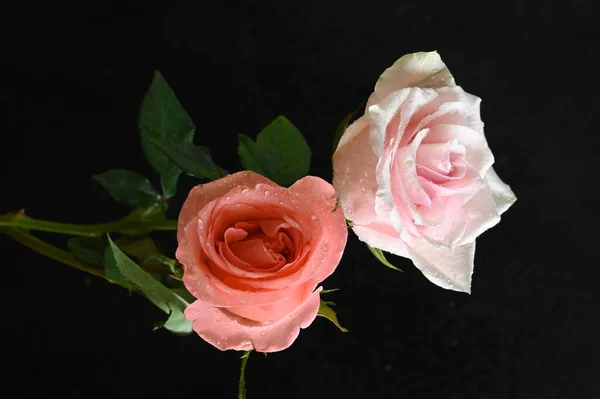 Όμορφα Λευκά Και Πορτοκαλί Τριαντάφυλλα Μαύρο Φόντο — Φωτογραφία Αρχείου