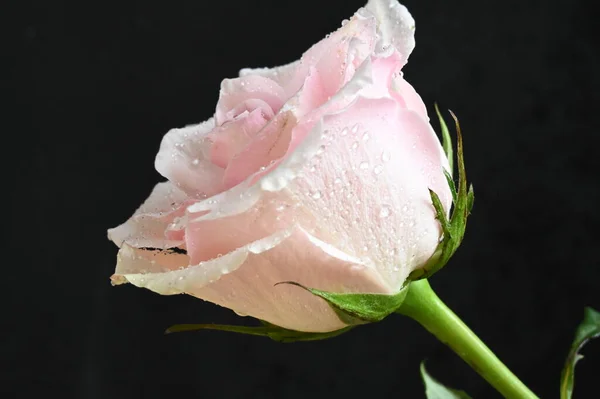 Όμορφο Λευκό Τριαντάφυλλο Μαύρο Φόντο — Φωτογραφία Αρχείου