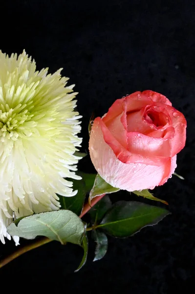 黑色背景的美丽的白色菊花 粉红的玫瑰 — 图库照片