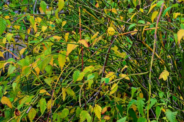 View Autumn Branches Fall Season Concept — Stock Photo, Image