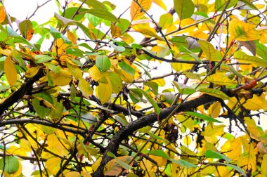 Sonbahar dalları, sonbahar mevsimi konsepti