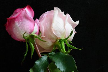 Siyah arka planda güzel beyaz ve pembe güller