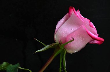 Siyah arka planda güzel pembe bir gül