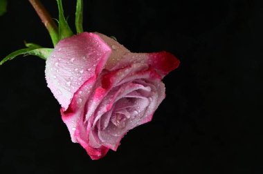 Siyah arka planda güzel pembe bir gül