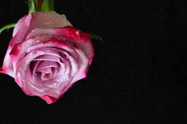 Siyah arka planda güzel pembe bir gül