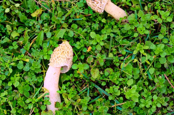 Lähikuva Kuva Valkoisia Sieniä Puutarhassa — kuvapankkivalokuva