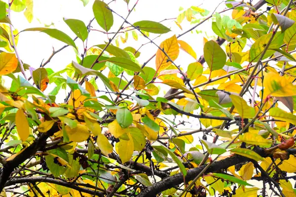 View Autumn Branches Fall Season Concept — Stock Photo, Image