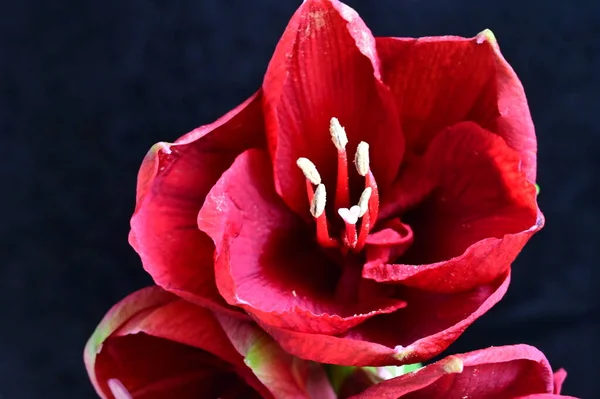 Nahaufnahme Von Schönen Roten Blumen Auf Dunklem Hintergrund — Stockfoto