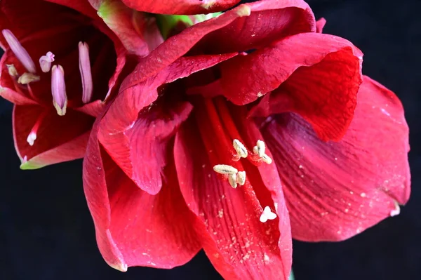 Close Uitzicht Mooie Rode Bloemen Donkere Achtergrond — Stockfoto