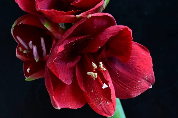 Vista Cerca Hermosas Flores Rojas Sobre Fondo Oscuro — Foto de Stock