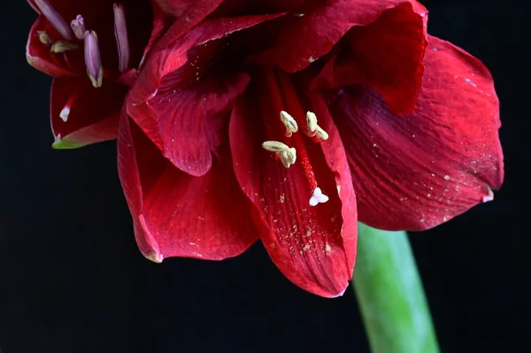 Close Uitzicht Mooie Rode Bloemen Donkere Achtergrond — Stockfoto
