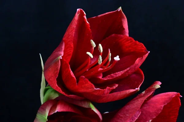 Med Utsikt Til Vakre Røde Blomster Mørk Bakgrunn – stockfoto
