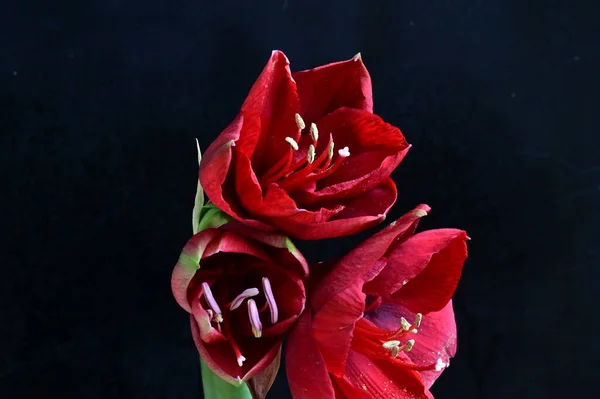 Közeli Kilátás Gyönyörű Vörös Virágok Sötét Háttér — Stock Fotó