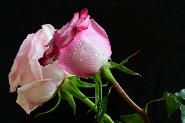 Όμορφα Λευκά Και Ροζ Τριαντάφυλλα Μαύρο Φόντο — Φωτογραφία Αρχείου