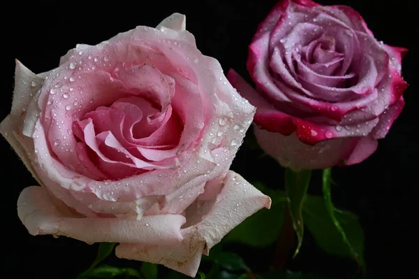 Красивые Белые Розовые Розы Черном Фоне — стоковое фото