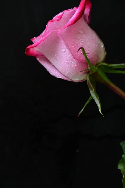 Rosa Rosa Hermosa Sobre Fondo Negro —  Fotos de Stock