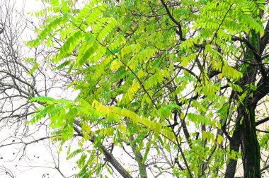 Sonbahar dalları, sonbahar mevsimi konsepti