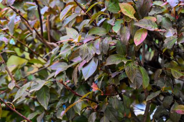 Sonbahar dalları, sonbahar mevsimi konsepti