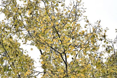 Sonbahar dalları, sonbahar mevsimi konsepti