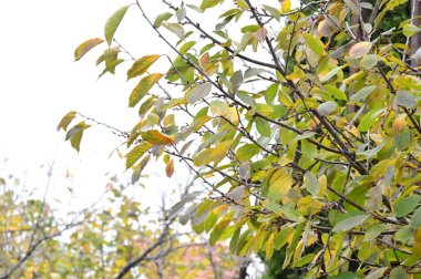 Sonbahar dalları, sonbahar mevsimi konsepti