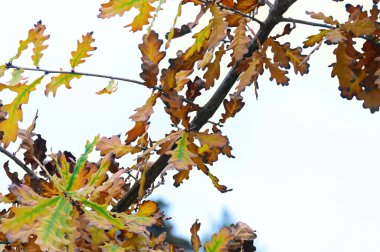 Sonbahar dalları, sonbahar mevsimi konsepti