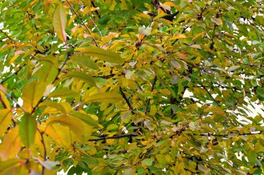 Sonbahar dalları, sonbahar mevsimi konsepti