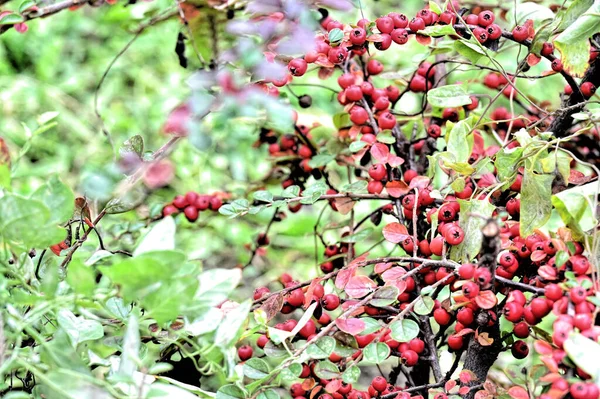 Red Berries Growing Green Garden — Stock Photo, Image