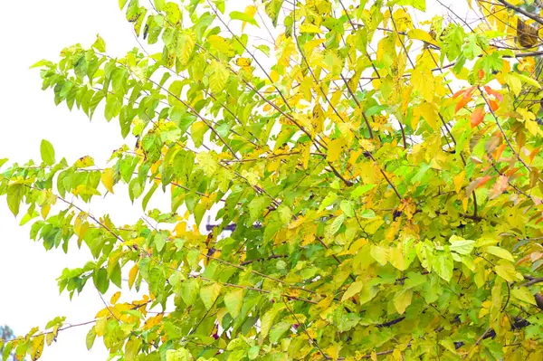 Вид Осенних Ветвей Концепция Осеннего Сезона — стоковое фото