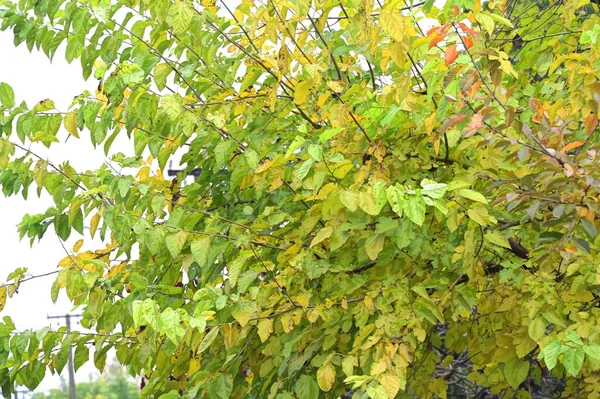 stock image view of autumn branches, fall season concept