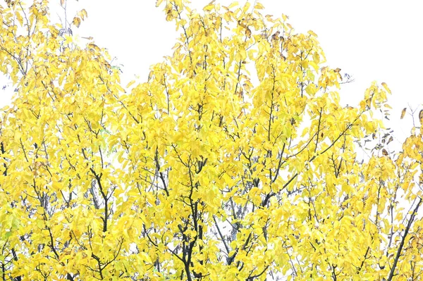 Вид Осінніх Гілок Концепція Осіннього Сезону — стокове фото
