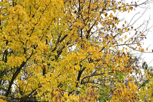 Вид Осенних Ветвей Концепция Осеннего Сезона — стоковое фото