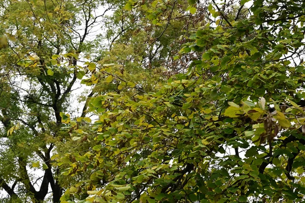 Stock image view of autumn branches, fall season concept