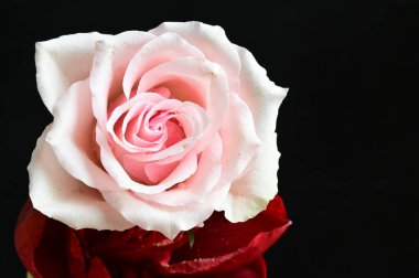 Koyu arkaplanda kırmızı çiçekli harika bir gül.