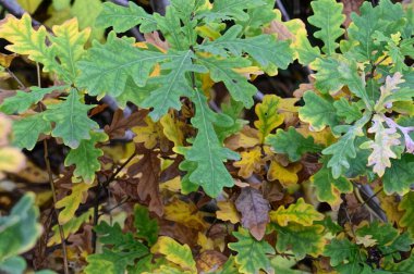 Sonbahar dalları, sonbahar mevsimi konsepti