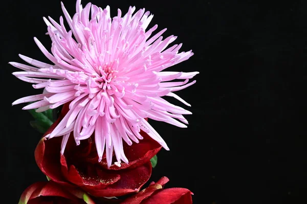 Increíble Crisantemo Rosa Con Flores Rojas Fondo Oscuro — Foto de Stock