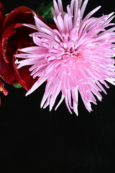 stock image amazing pink chrysanthemum with red flowers on the dark background