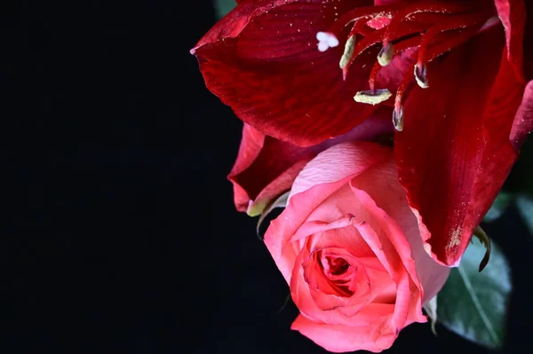 Erstaunliche Rose Mit Roten Blumen Auf Dem Dunklen Hintergrund — Stockfoto