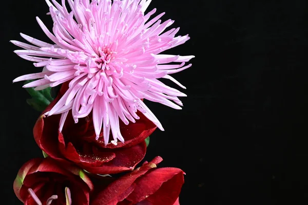 Geweldig Roze Chrysant Met Rode Bloemen Donkere Achtergrond — Stockfoto