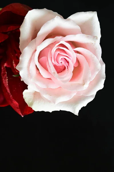 Rosa Incrível Com Flores Vermelhas Fundo Escuro — Fotografia de Stock