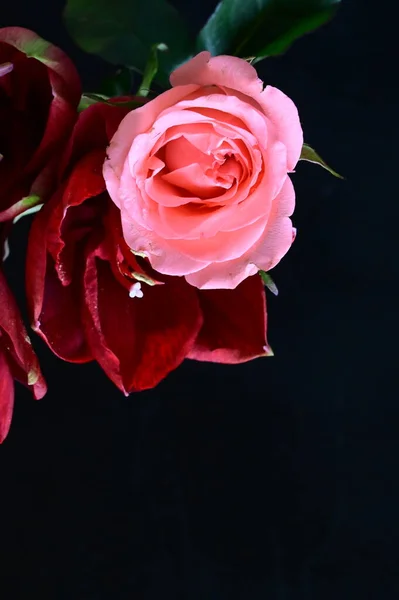 Удивительная Роза Красными Цветами Темном Фоне — стоковое фото