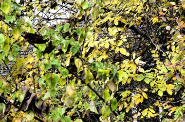 Sonbahar dalları, sonbahar mevsimi konsepti