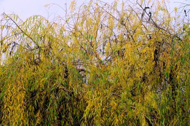 Sonbahar dalları, sonbahar mevsimi konsepti