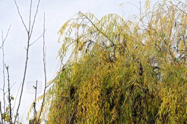 Sonbahar dalları, sonbahar mevsimi konsepti