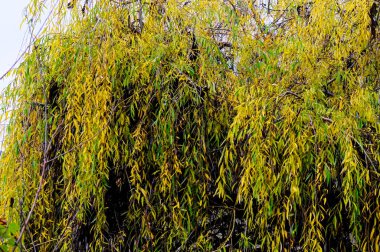 Sonbahar dalları, sonbahar mevsimi konsepti