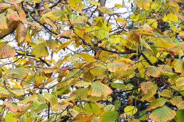 Sonbahar dalları, sonbahar mevsimi konsepti